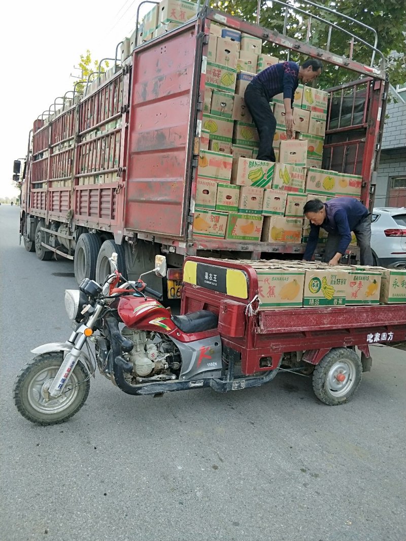 陕西渭南蒲城套网纸袋长把梨冬梨三两半起步，果面干净