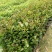靓山油茶苗，白花油茶…