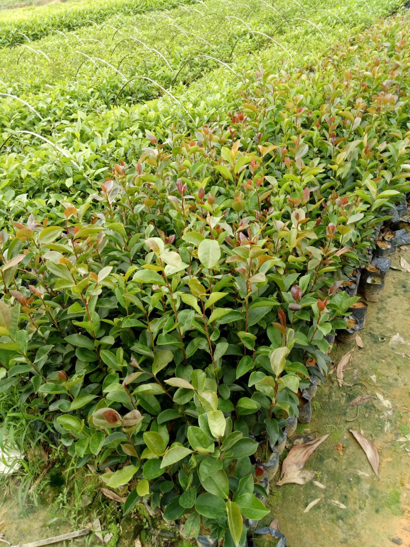 靓山油茶苗，白花油茶…