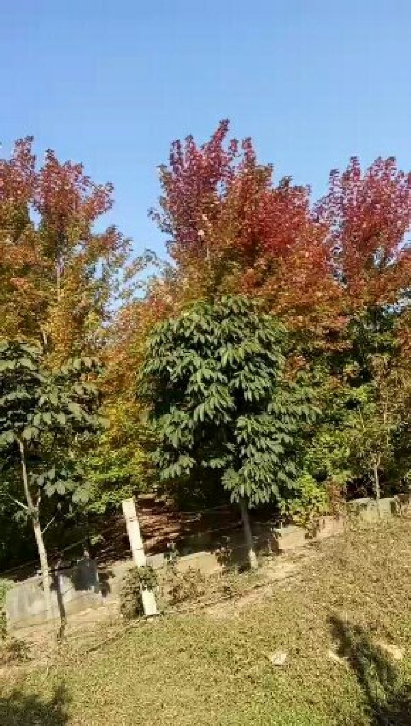 绿化苗木