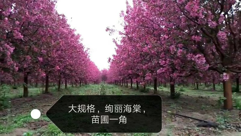 绿化苗木