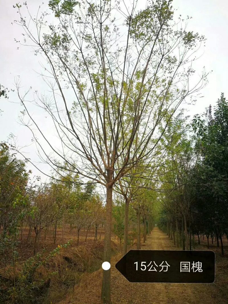 绿化苗木