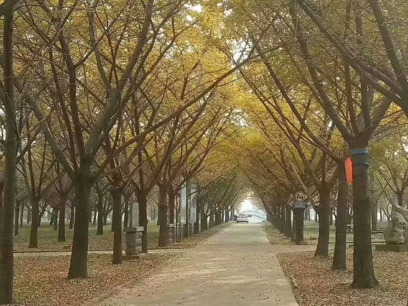 绿化苗木