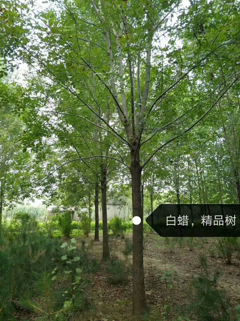绿化苗木