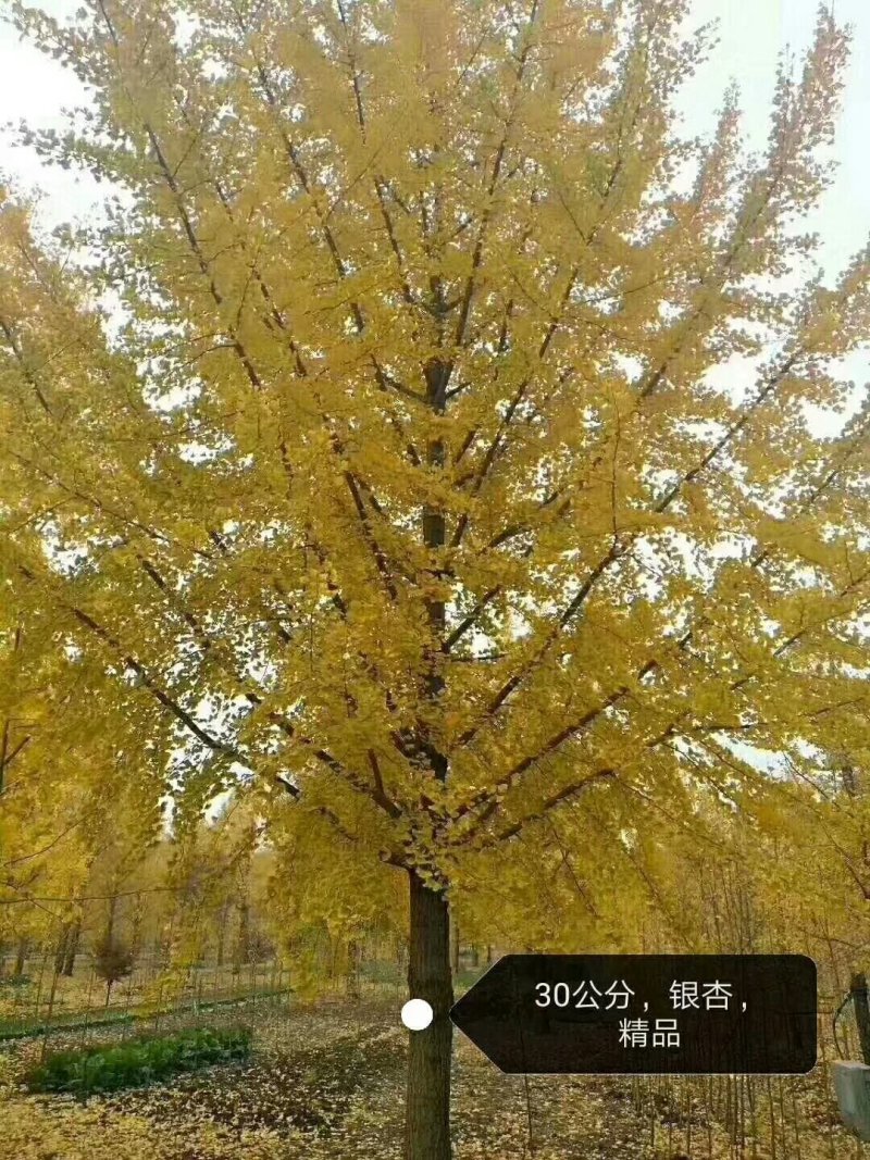 绿化苗木