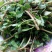 荷兰马齿苋种子长寿菜种子野生直立生长野菜蚂蚱菜种子高产
