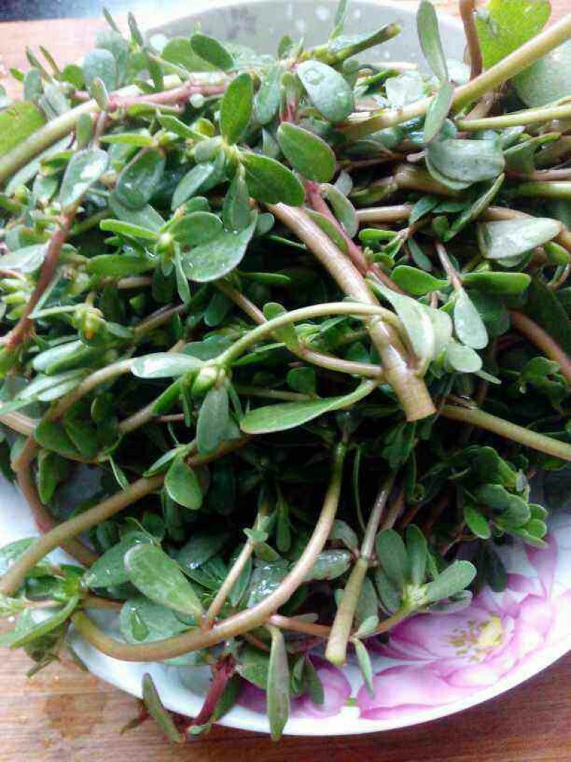荷兰马齿苋种子长寿菜种子野生直立生长野菜蚂蚱菜种子高产