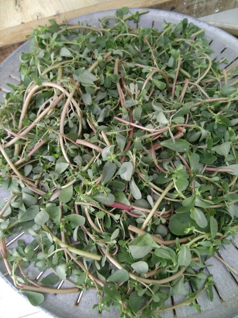 荷兰马齿苋种子长寿菜种子野生直立生长野菜蚂蚱菜种子高产