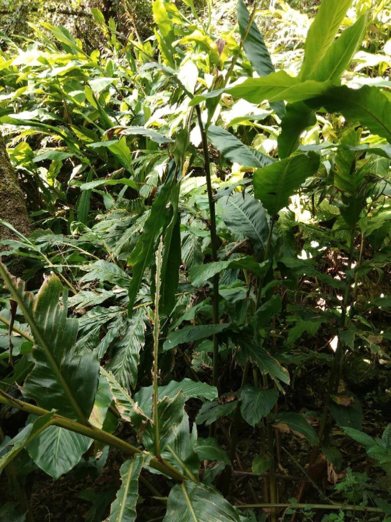 草果