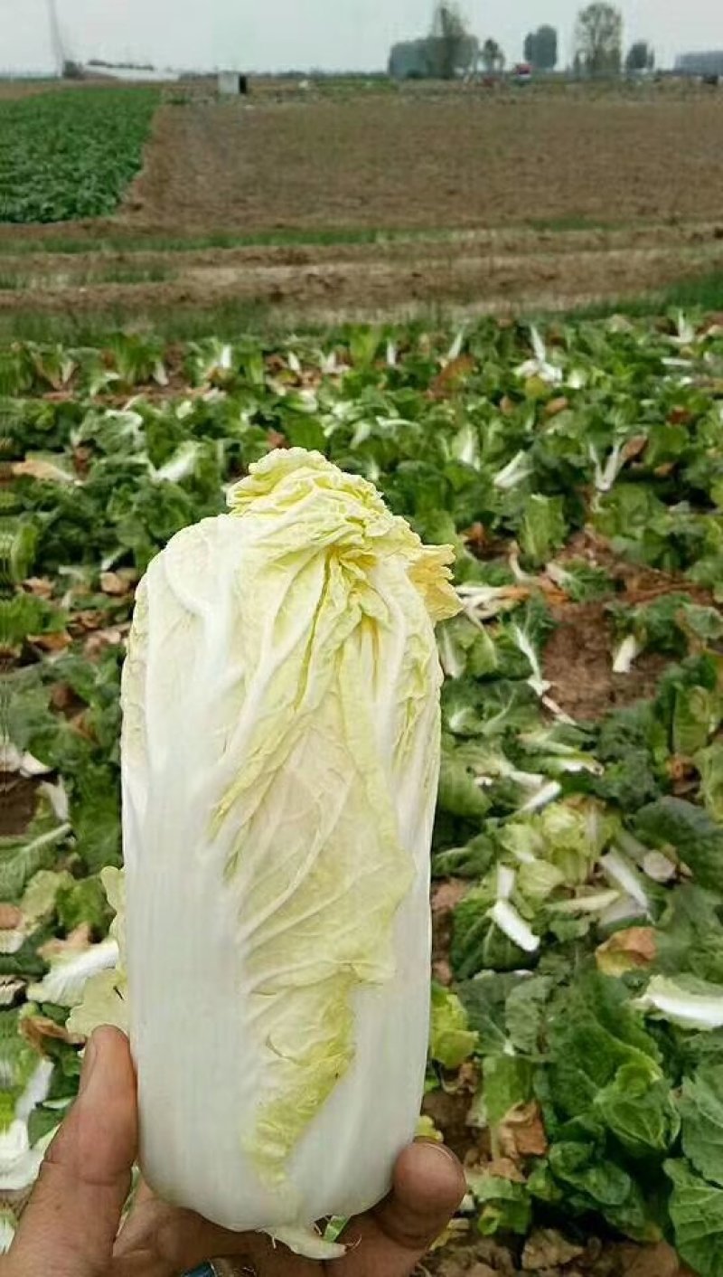娃娃菜
