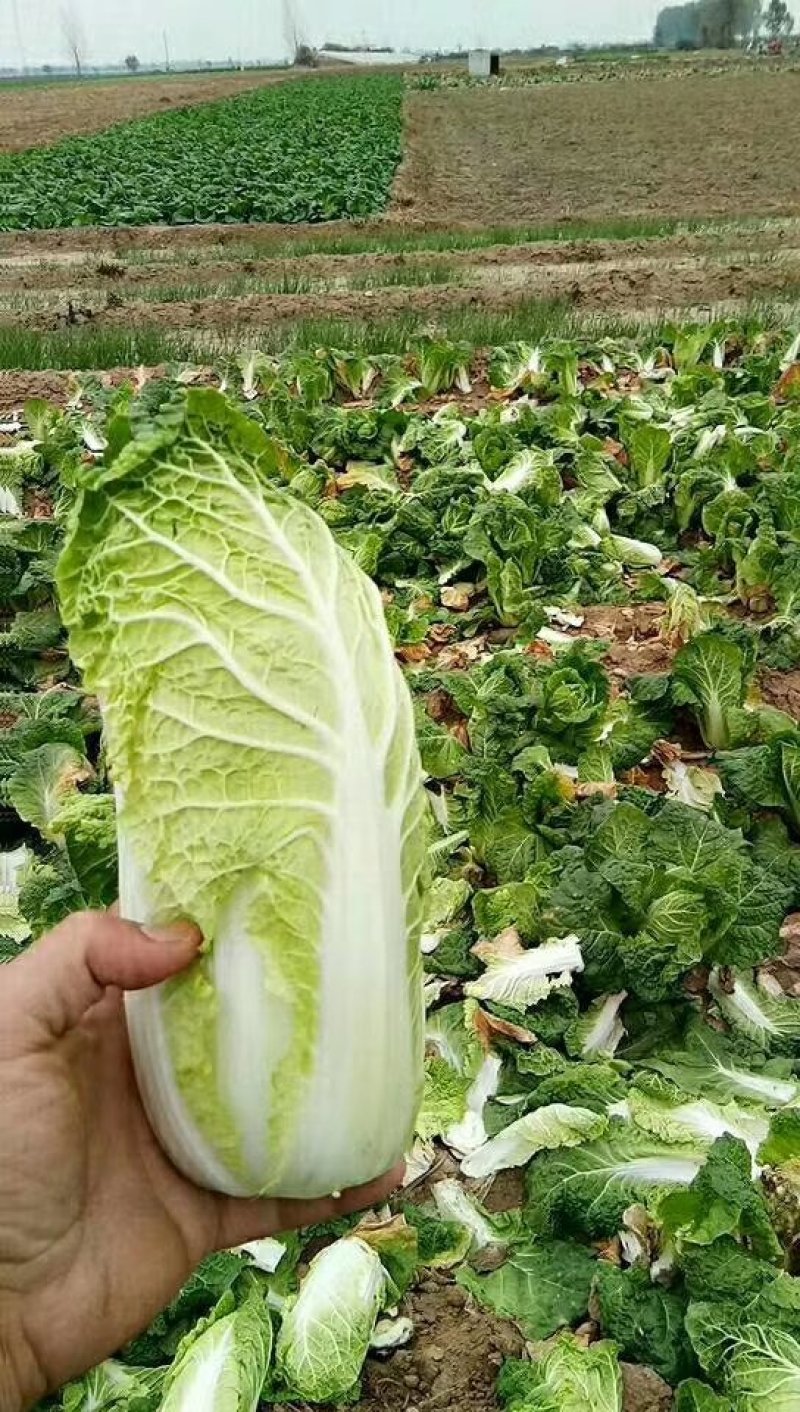 娃娃菜