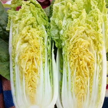 娃娃菜