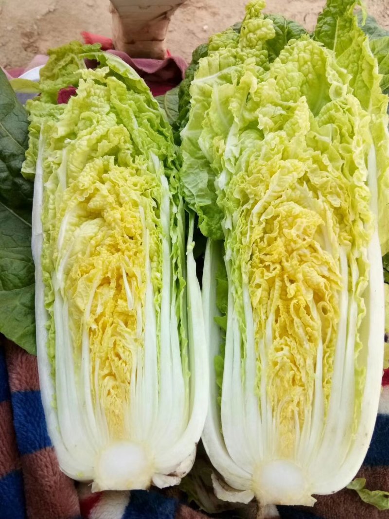 娃娃菜