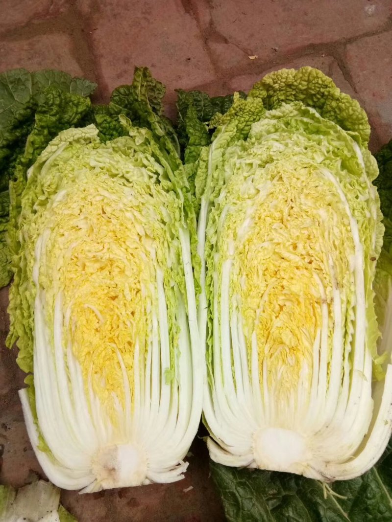 娃娃菜