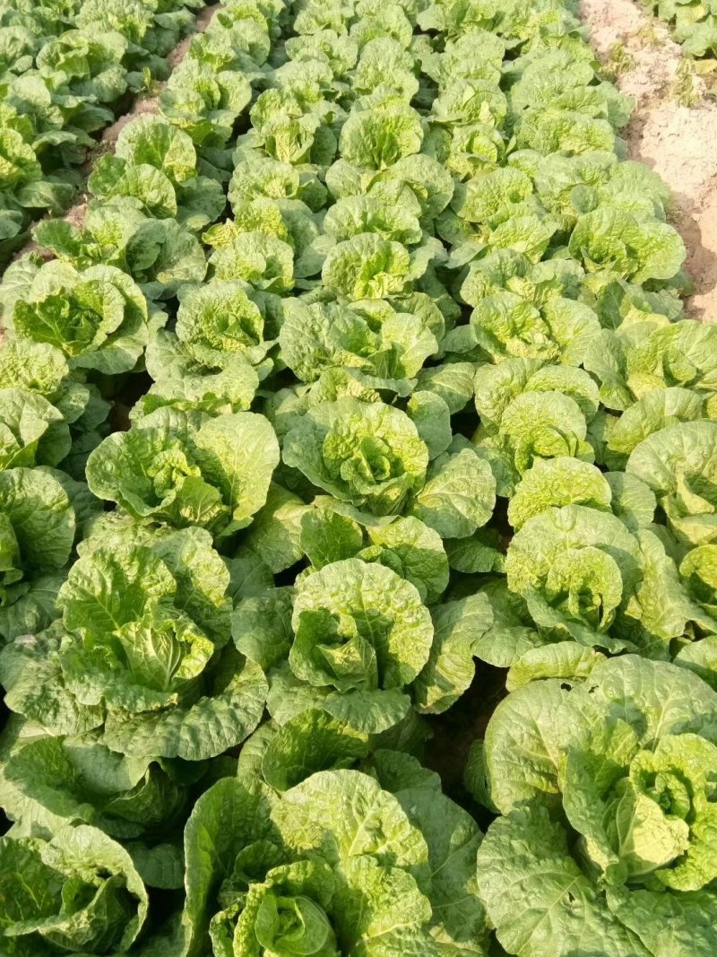 娃娃菜