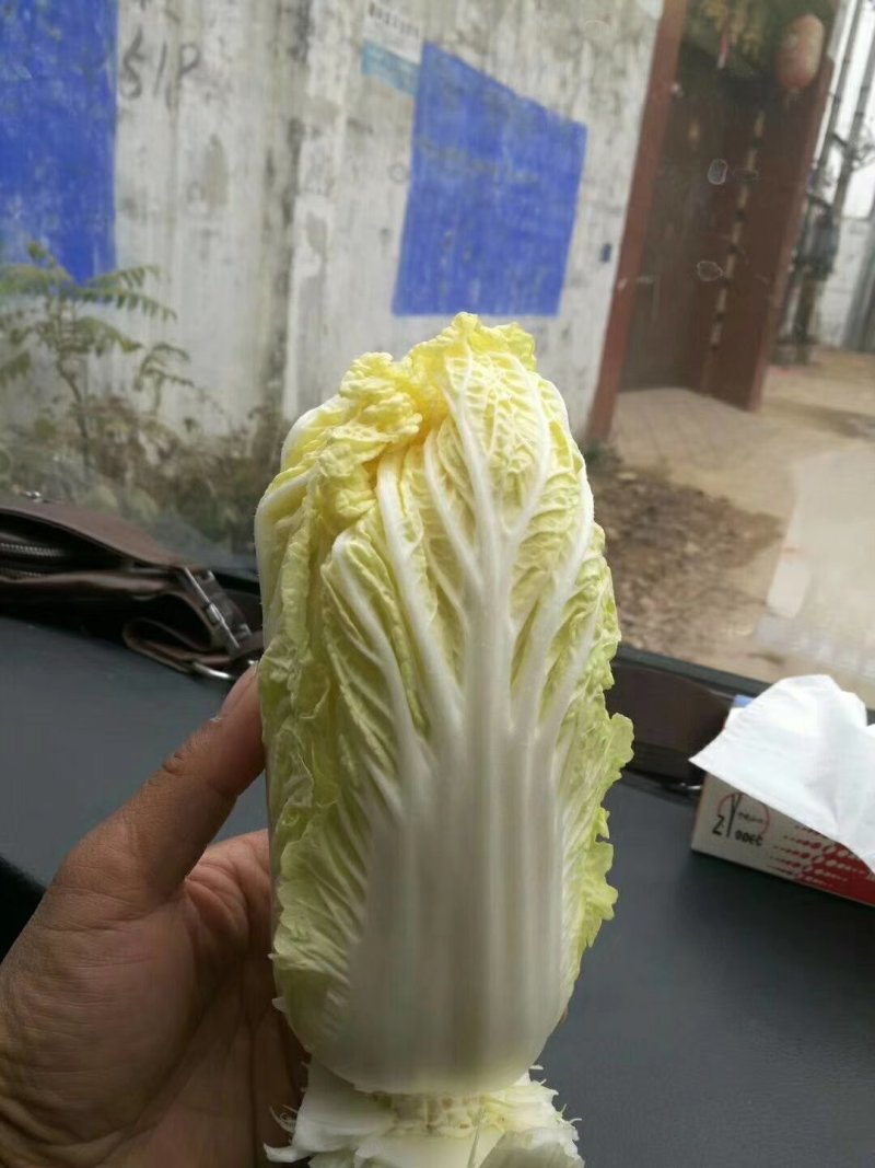 娃娃菜