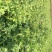 出售一年生五味子苗，五角枫苗，糖槭苗，山杏苗，黄柏苗