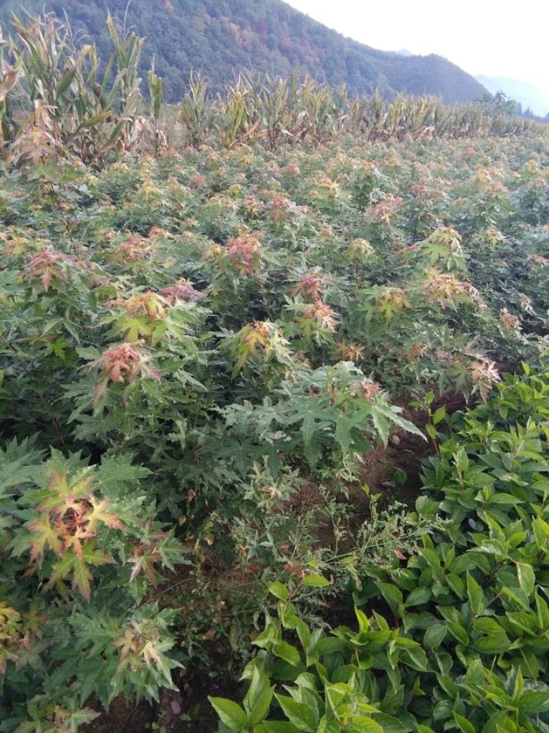 出售一年生五味子苗，五角枫苗，糖槭苗，山杏苗，黄柏苗