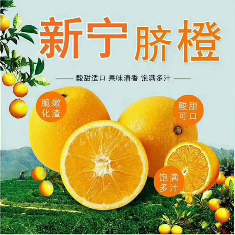 崀山高山脐橙，原汁原味