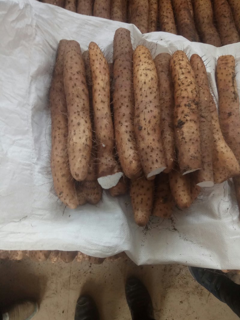 【精品】平度山药大量供应有货有货产地直供量大从优
