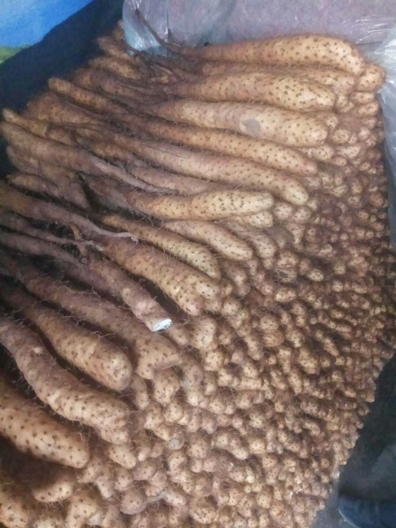 【精品】平度山药大量供应有货有货产地直供量大从优