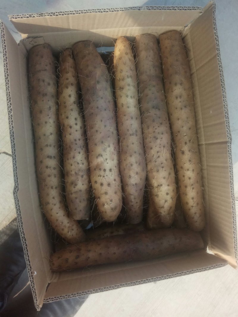 【精品】平度山药大量供应有货有货产地直供量大从优
