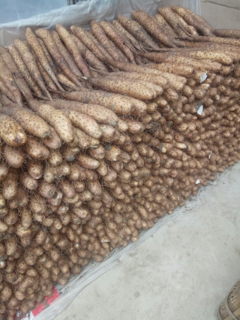 【精品】平度山药大量供应有货有货产地直供量大从优