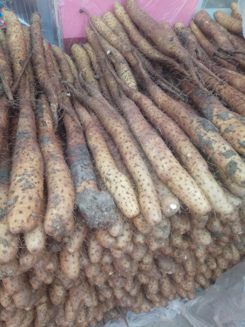 【精品】平度山药大量供应有货有货产地直供量大从优