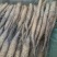 【精品】平度山药大量供应有货有货产地直供量大从优