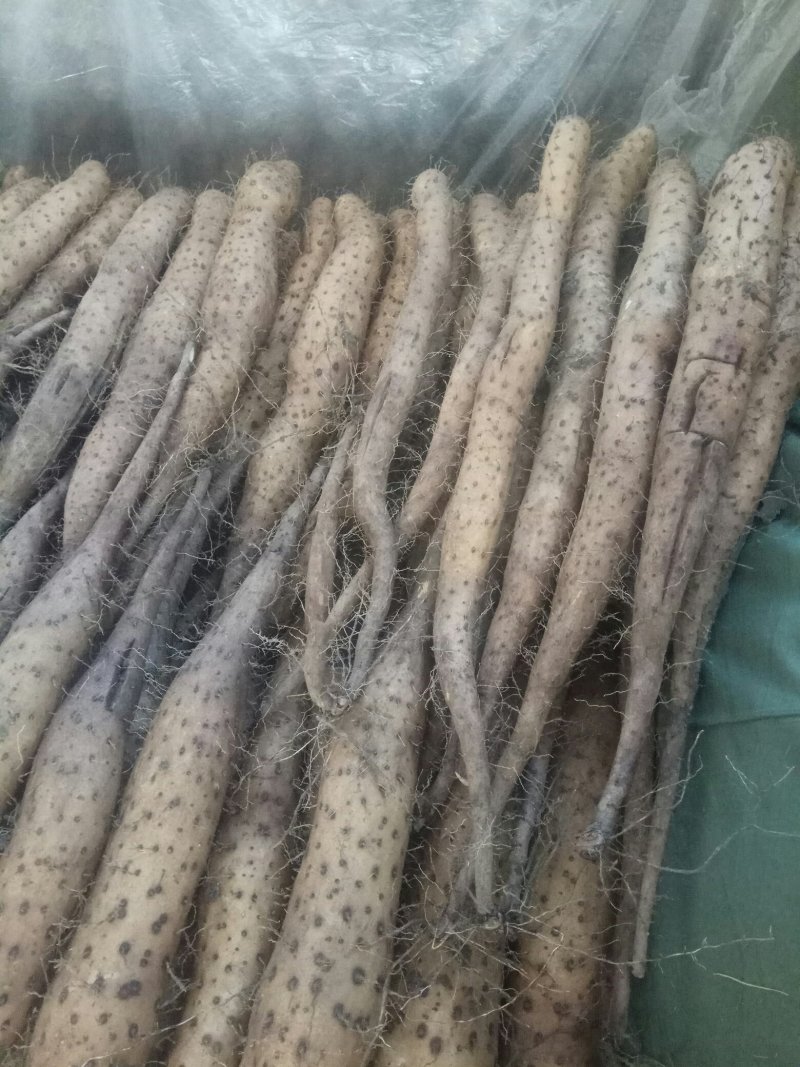【精品】平度山药大量供应有货有货产地直供量大从优