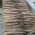 【精品】平度山药大量供应有货有货产地直供量大从优