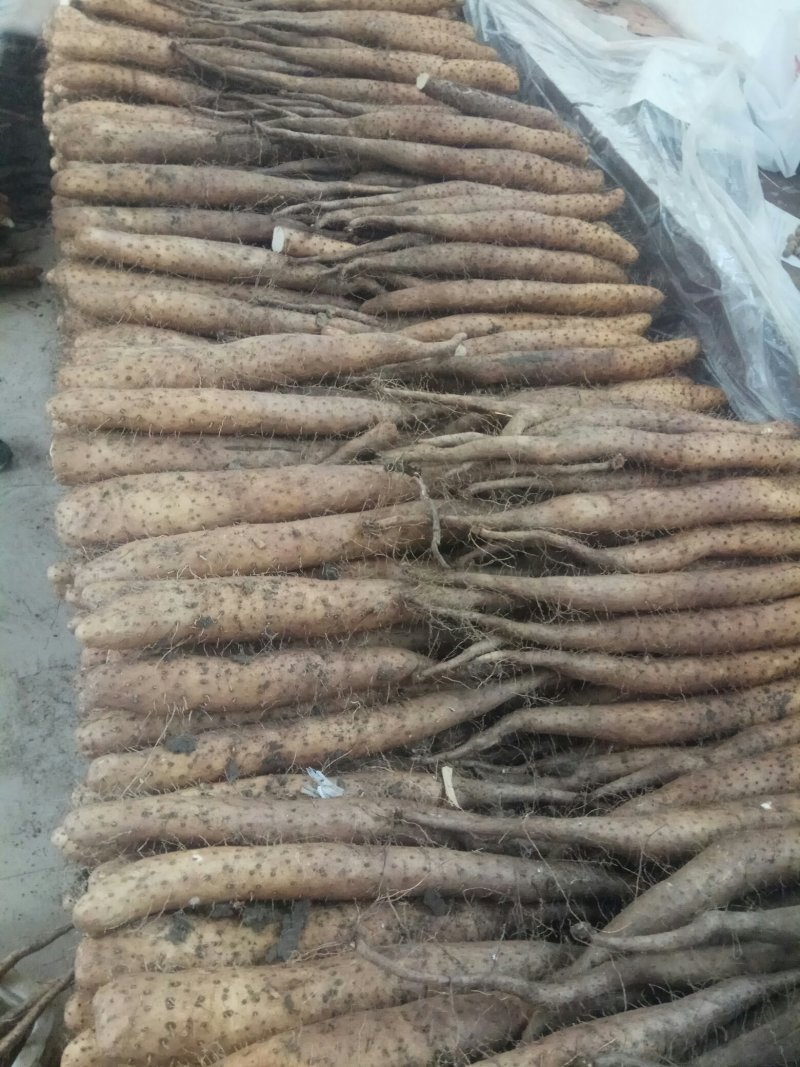 【精品】平度山药大量供应有货有货产地直供量大从优