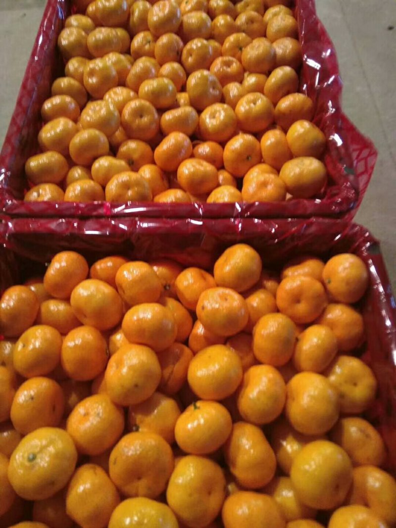 南丰蜜橘(贡橘)