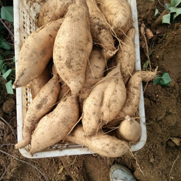 来福红薯大量上市
