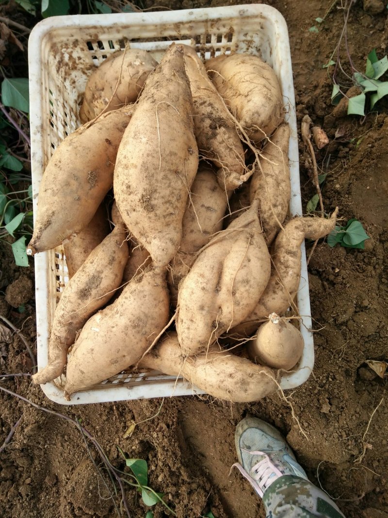 来福红薯大量上市