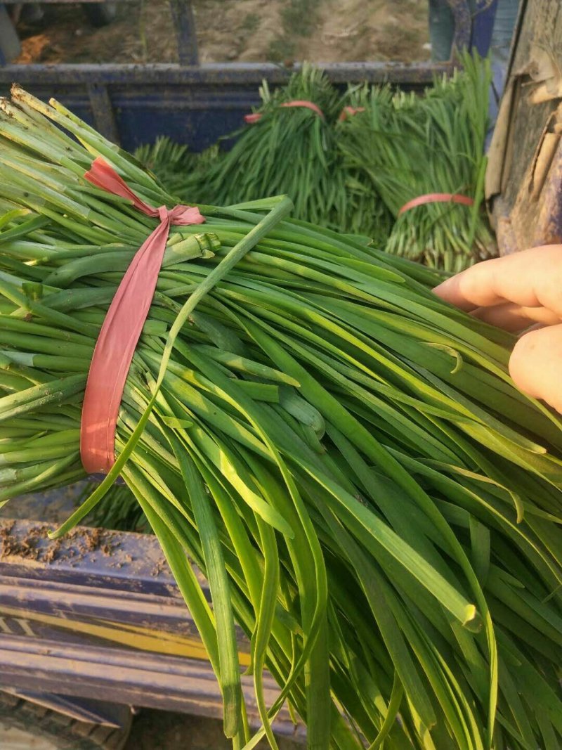 大棚韭菜众志成城关爱武汉