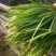 大棚韭菜众志成城关爱武汉
