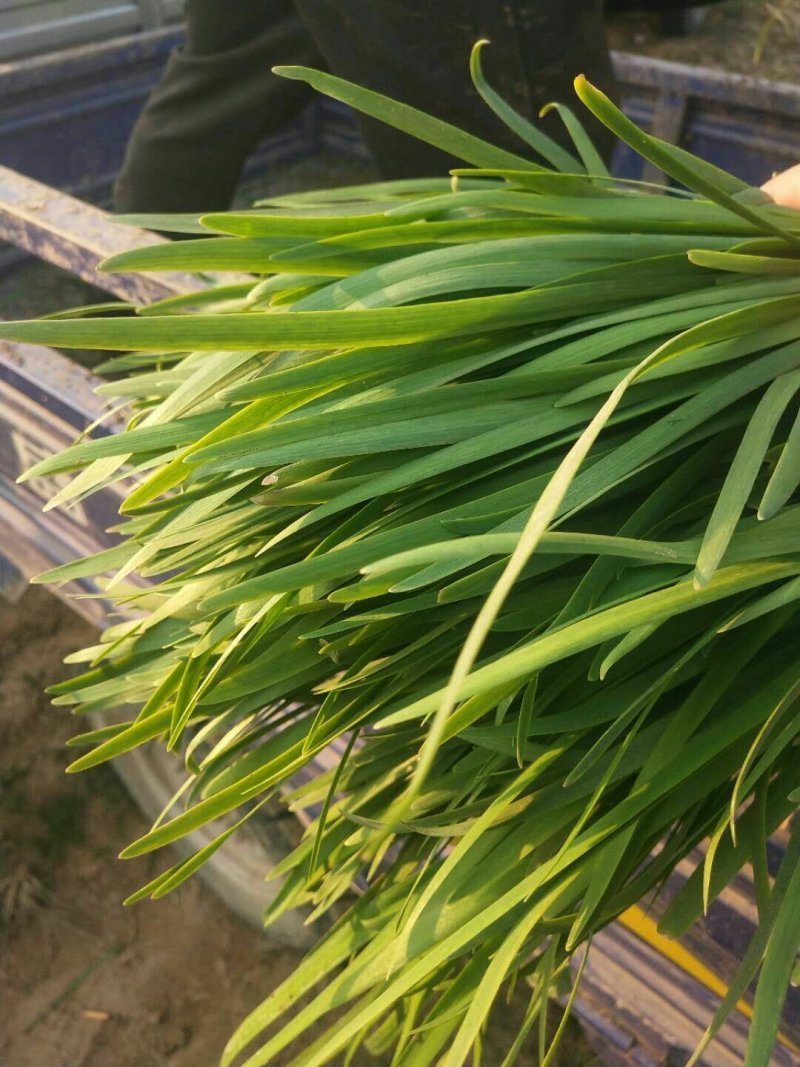 大棚韭菜众志成城关爱武汉