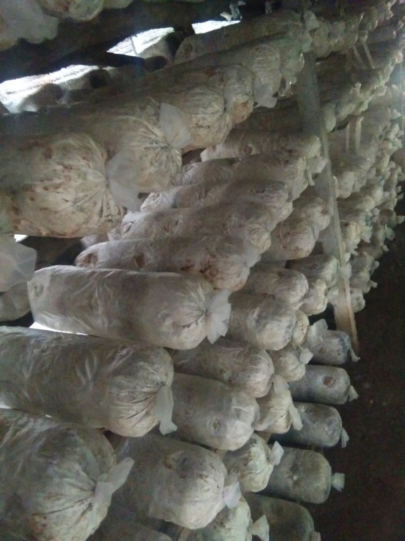 大量出售即将成熟出菇的秋栽香菇菌棒