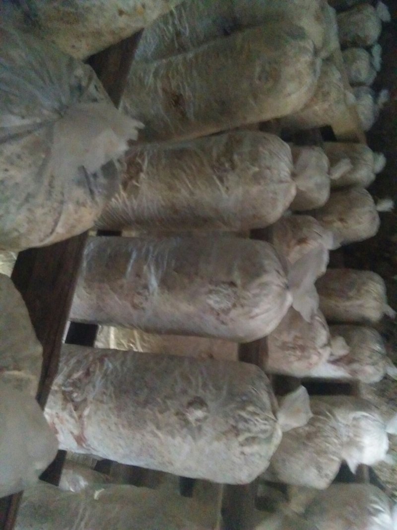 大量出售即将成熟出菇的秋栽香菇菌棒