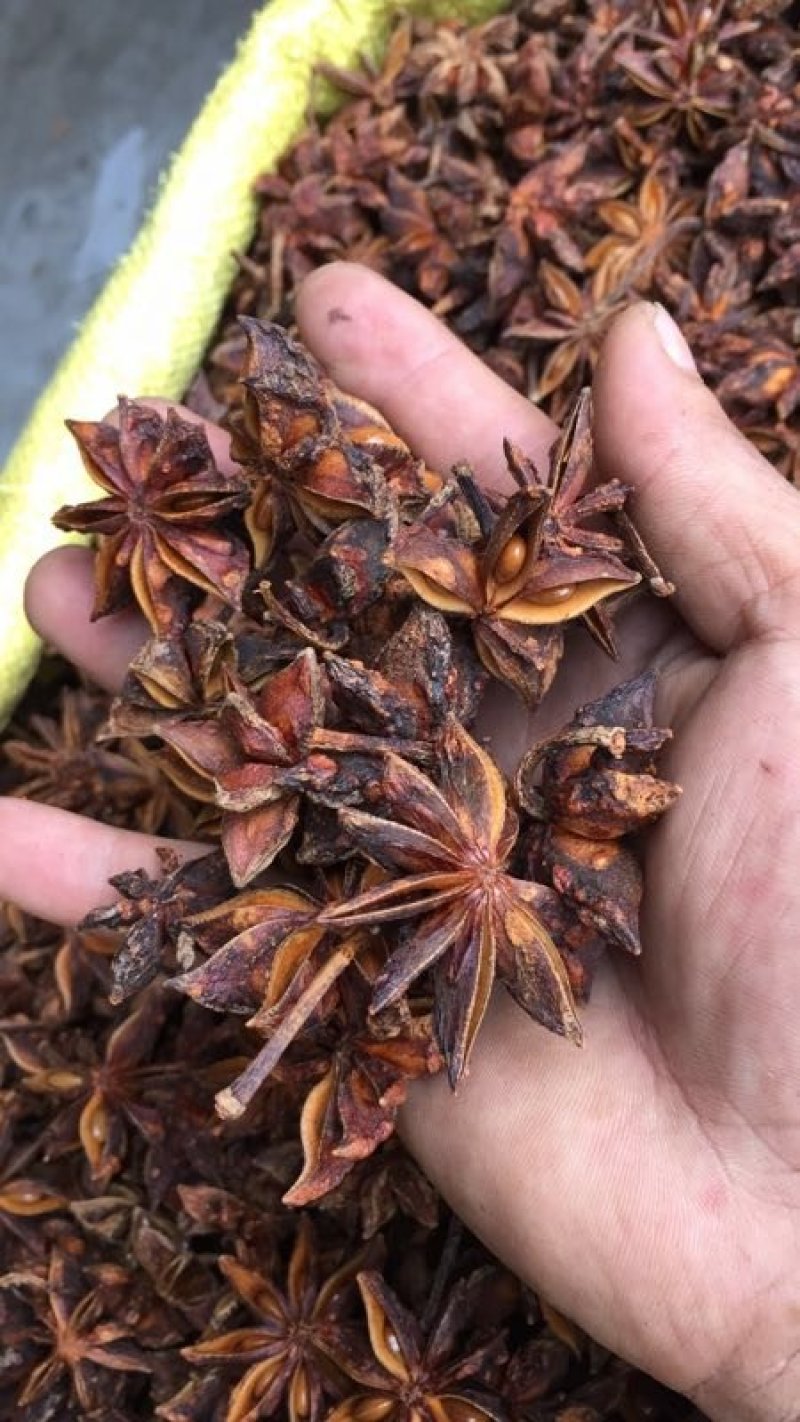 广西秋大科烫水果去把大红八角！
