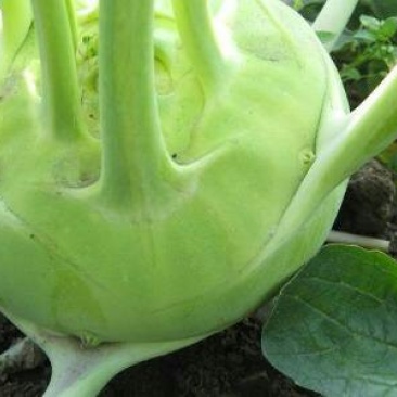 苤蓝菜，