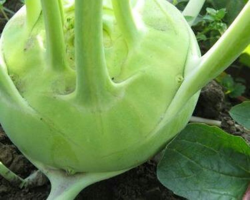 苤蓝菜，
