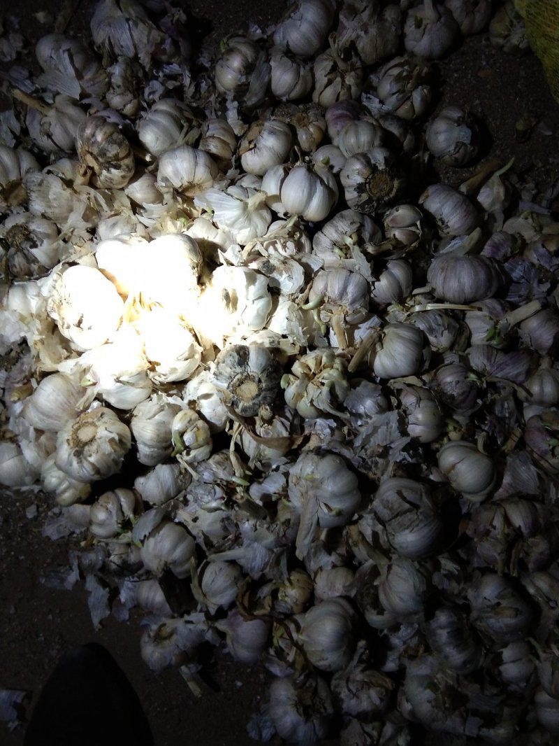 白皮大蒜有需要的吗