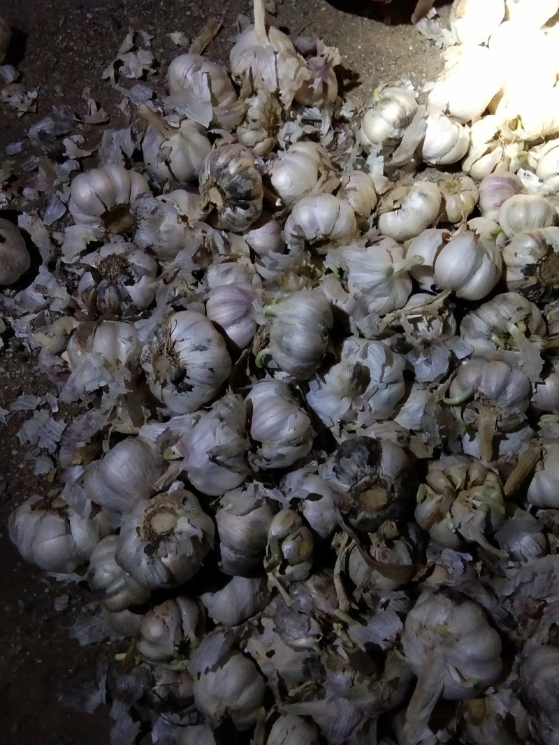 白皮大蒜有需要的吗