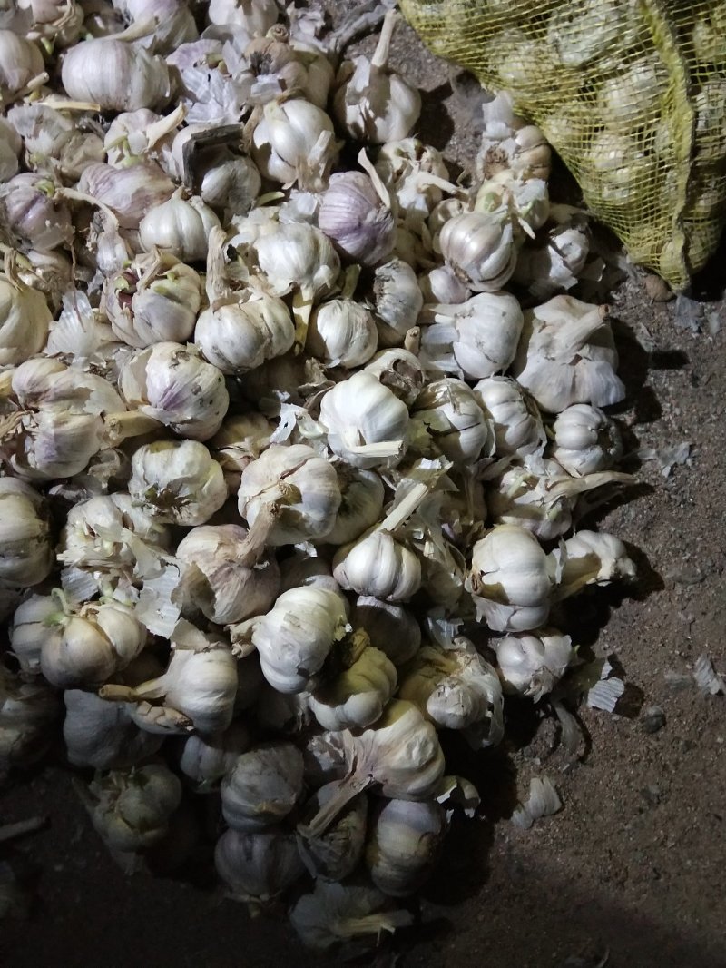 白皮大蒜有需要的吗