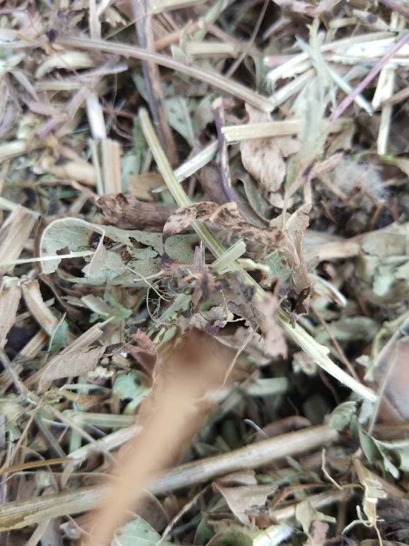 花生秧羊草细粉，1-3公分草段