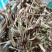 花生秧羊草细粉，1-3公分草段