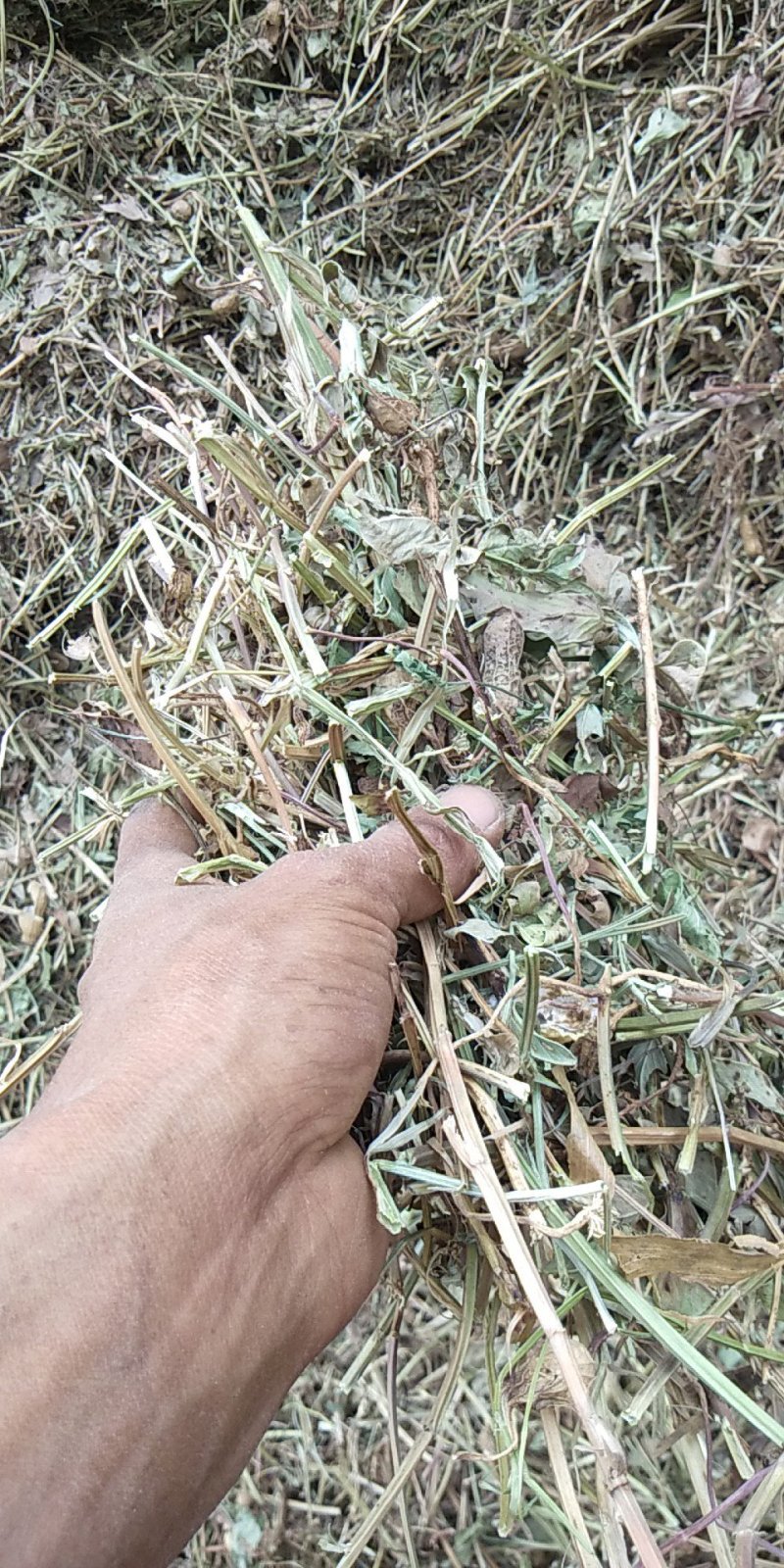 花生秧羊草细粉，1-3公分草段