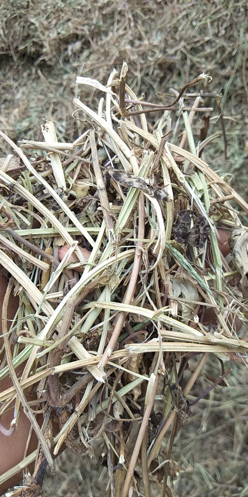 花生秧羊草细粉，1-3公分草段